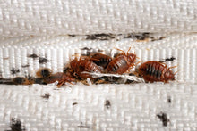 Charger l'image dans la galerie, Sniper 1000EC  Insect Control 100ml